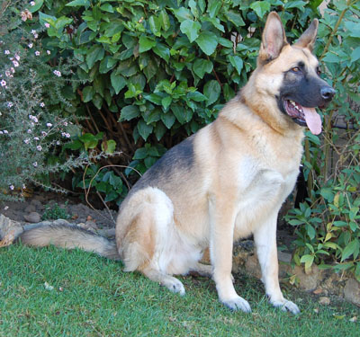 Disco von Deutschland sitting